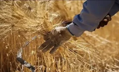 خرید گندم مازاد بر نیاز کشاورزان از مرز ۴۰۰هزار تن گذشت